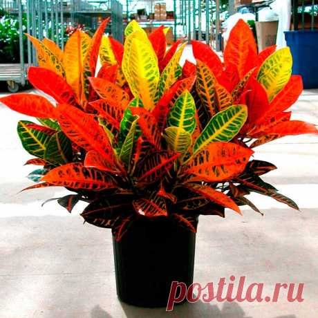 Комнатное растение Кодиеум (Codiaeum). Цветение - не самая яркая черта кодиеумов. Их собранные в кисти невзрачные цветки появляются из пазух листьев. Кодиеумы выращивают ради их красивых пестрых листьев. Старое название растений этой группы - кротоны. Мелколистные кодиеумы можно выращивать как штамбовые деревца. Размножение можно осуществлять полуодревесневшими черенками при большой влажности и температуре почвы выше 25 0 С.