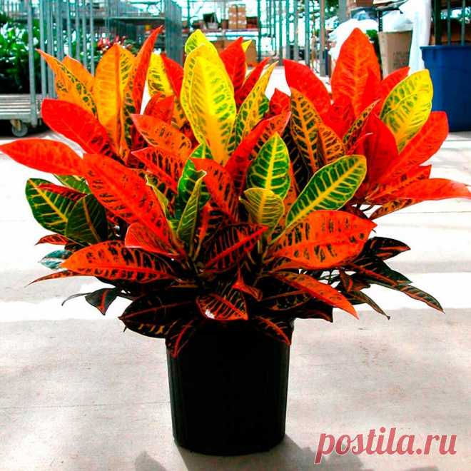 Комнатное растение Кодиеум (Codiaeum). Цветение - не самая яркая черта кодиеумов. Их собранные в кисти невзрачные цветки появляются из пазух листьев. Кодиеумы выращивают ради их красивых пестрых листьев. Старое название растений этой группы - кротоны. Мелколистные кодиеумы можно выращивать как штамбовые деревца. Размножение можно осуществлять полуодревесневшими черенками при большой влажности и температуре почвы выше 25 0 С.