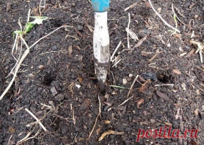 Этот возможно! Как вырастить из семечка большую луковицу? — 6 соток