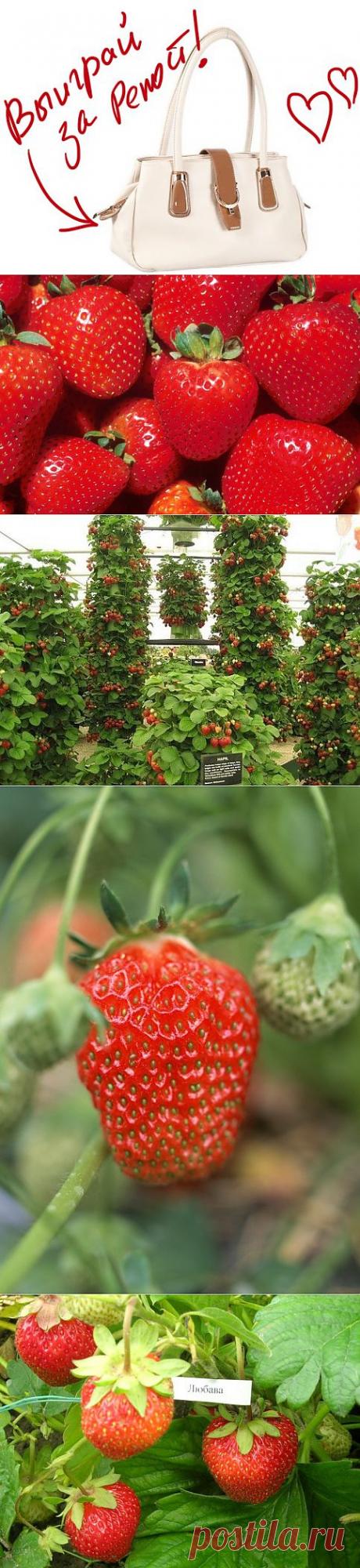 Клубника – королева ягод. Или земляника?. Выиграйте стильную сумку от интернет-магазина Клуб Красоты, разместив любой пост с сайта 7dach.ru в Постиле. Чем больше постов - тем выше шансы. Розыгрыш состоится в понедельник, 16 декабря. В акции участвуют все посты, которые содержат этот текст и фото сумки!