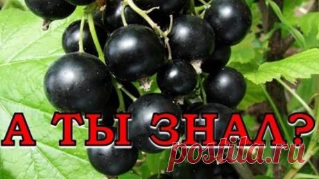 7 Секретов плодородия смородины
