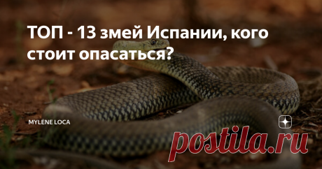 ТОП - 13 змей Испании, кого стоит опасаться? Недавно я гуляла по побережью Испании и на прогулочной дорожке встретила змею!