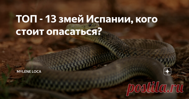 ТОП - 13 змей Испании, кого стоит опасаться? Недавно я гуляла по побережью Испании и на прогулочной дорожке встретила змею!