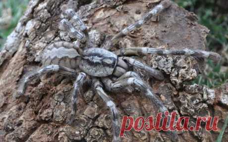 Тарантул-птицеед из Шри-Ланки, считается крупнейшим представителем паукообразных. Размах конечностей превышает 20 сантиметров.