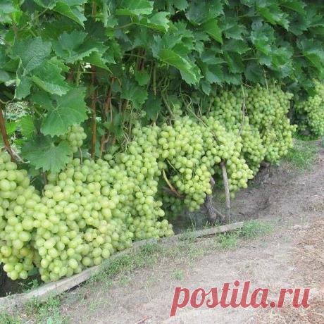 (1) Огород и дача.