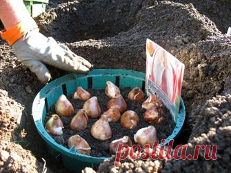Посадка тюльпанов