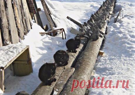Зимой, на трубах, не враждуем!