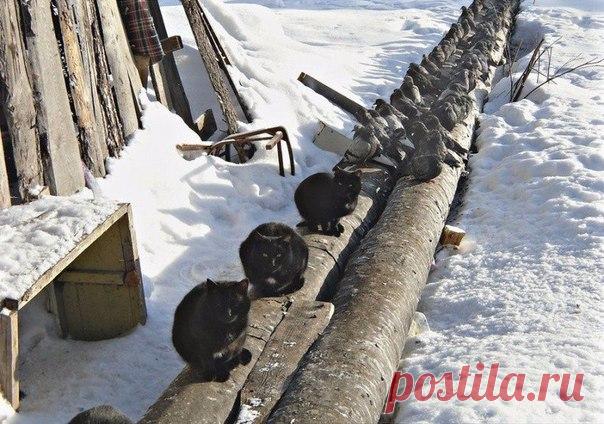 Зимой, на трубах, не враждуем!