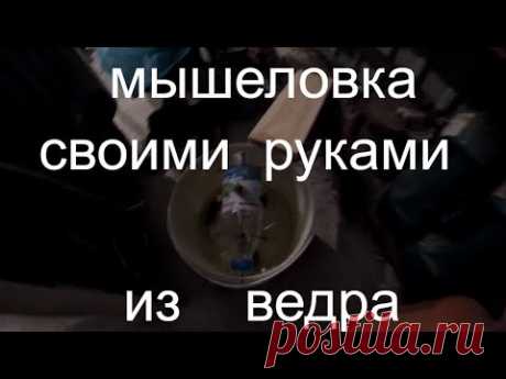Мышеловка своими руками !/Лайфхак !Делаем сами . - YouTube