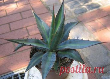 Рецепты на основе агавы.