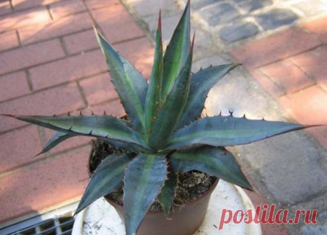 Рецепты на основе агавы.