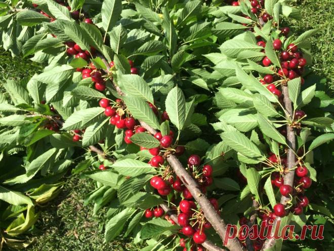 Комбайн для сбора ягод из бутылки — рвём вишни на высоте с земли. Быстро и без царапин обираем крыжовник и смородину | Маленький сад на краю Вселенной | Яндекс Дзен