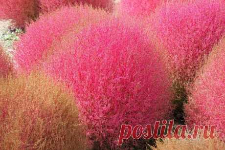 целозия фото цветов: 3 тыс изображений найдено в Яндекс.Картинках