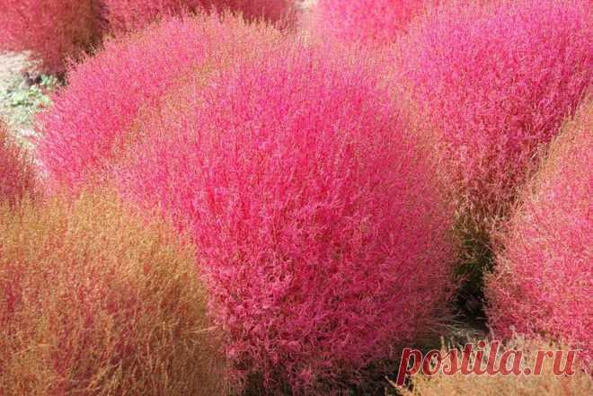 целозия фото цветов: 3 тыс изображений найдено в Яндекс.Картинках