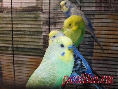 Еда, которую можно волнистым попугайчикам. food budgies.