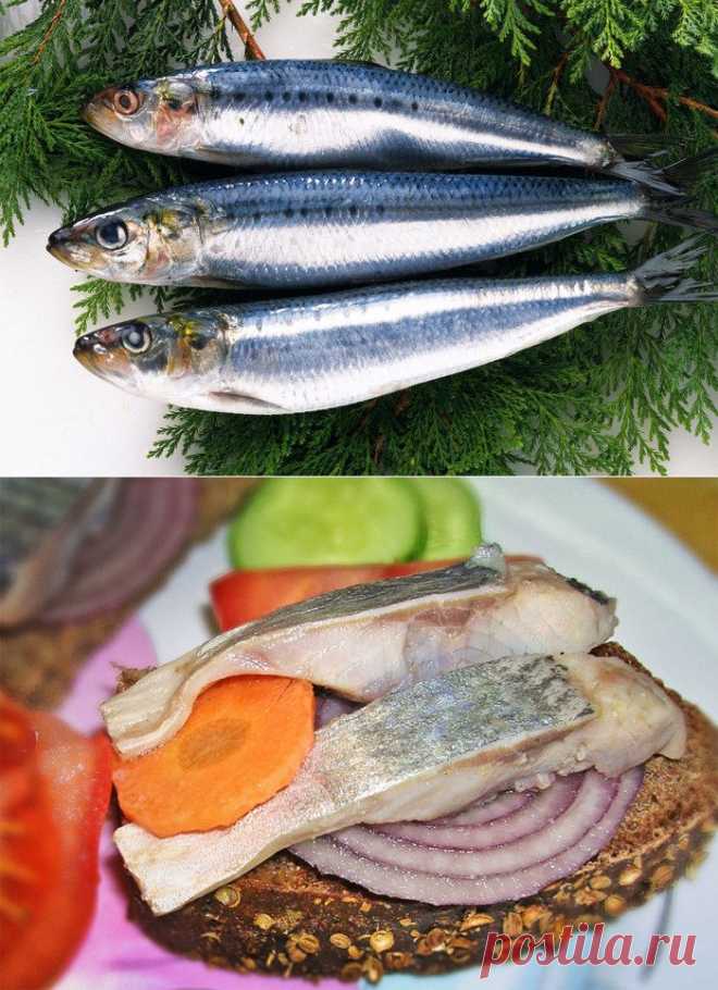 Как вкусно и правильно засолить селёдку