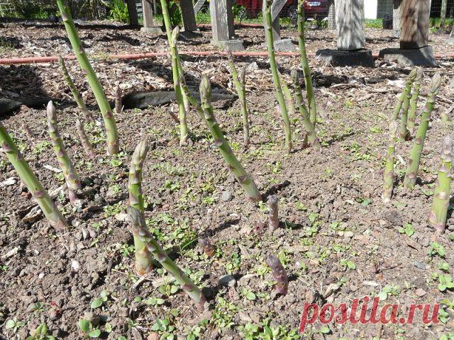 Методы размножения роз