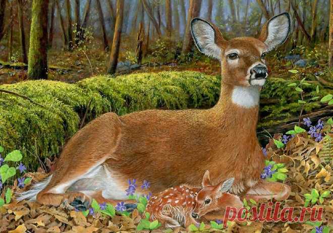 Мир дикой природы