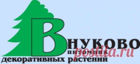 Оптовая продажа рассады клубники