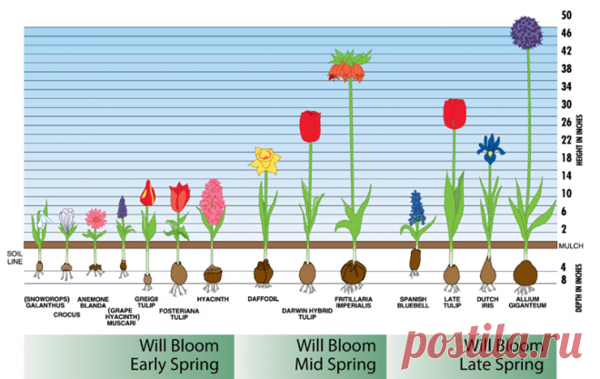 Bloom Time