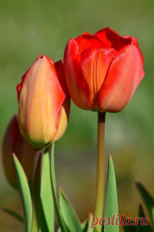 Пин на доске яТЮЛЬПАНЫ