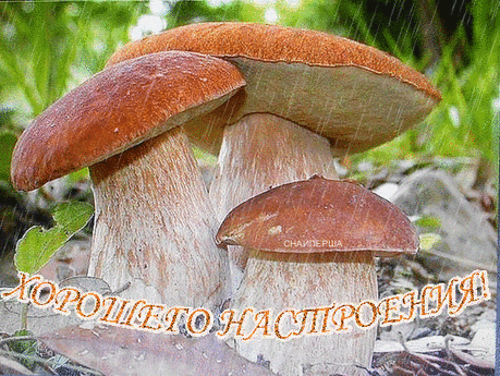 Мой Мир@Mail.Ru