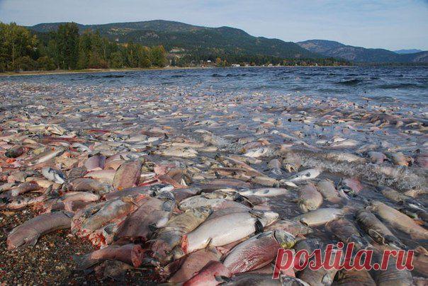 Миграция лосося на реке Адамс / Богатая добыча