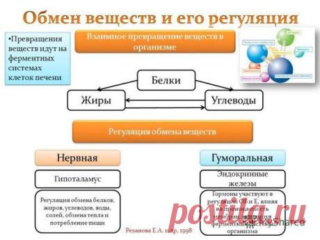 КАК РАЗОГНАТЬ ОБМЕН ВЕЩЕСТВ? 

В нашем организме каждую секунду происходят различные химические процессы. Мы потребляем пищу, она расщепляется на простейшие составляющие, которые наш организм использует для поддержания своей жизнедеятельности. Часть энергии наше тело использует мгновенно, часть откладывает про запас, а часть снова восстанавливается после использования, вновь давая нам энергию. Ни одна клетка в нашем организме не может быть создана без использования энергии. Для того чтобы...