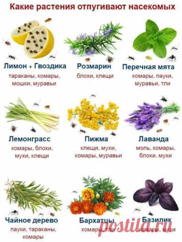 Сохраняем!