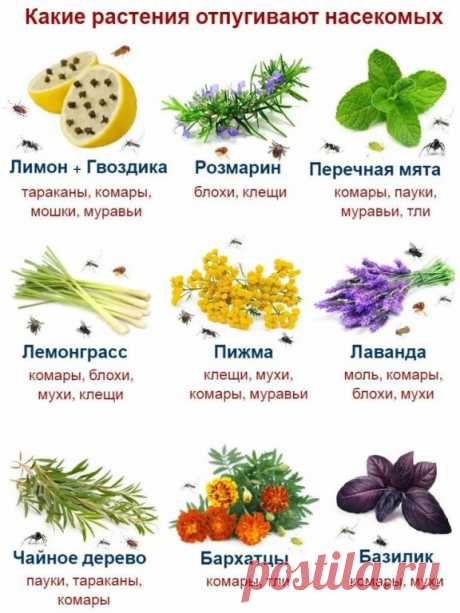 Сохраняем!
