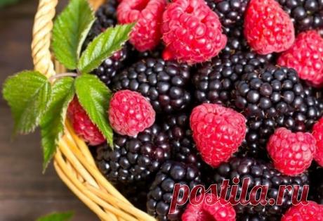 Здравый смысл – залог успеха 
Как долго тянется зима и как быстро проходит лето... Вот и сентябрь наступил, и пора новых приобретений для всех садоводов-любителей не за горами. И учитывая обилие противоречивой информации в интерн…