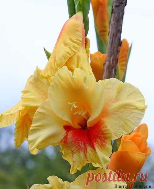 💛 💝 📷: #Виктор_Гончаров