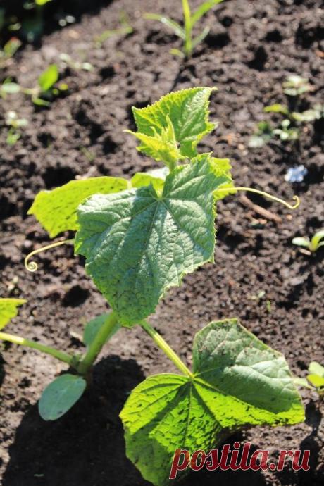 Огурец "Крокодил Гена F1". Цветение, уход