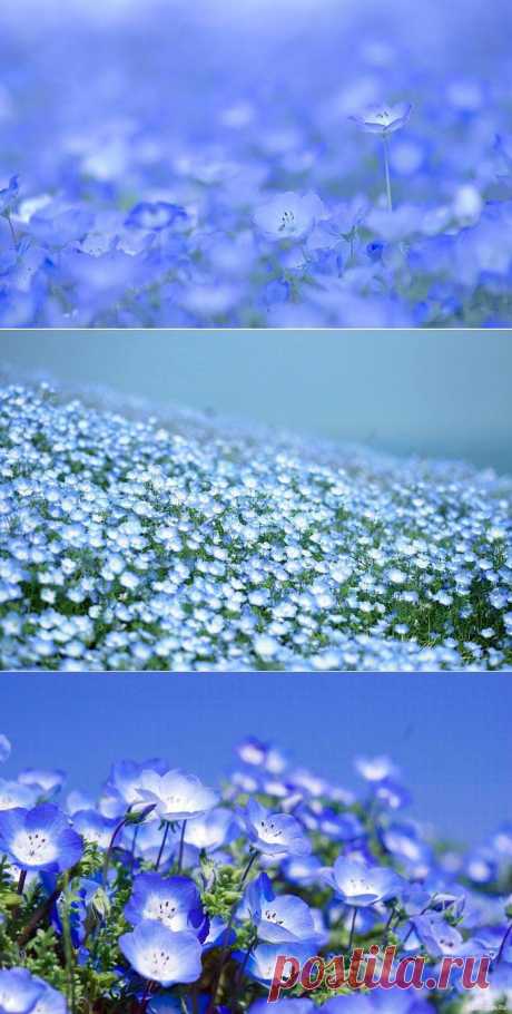 Море цветов в парке Хитачи