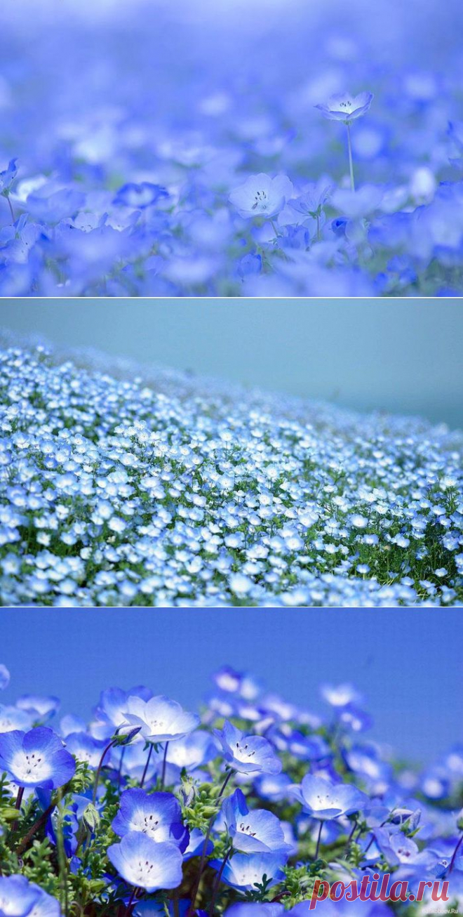 Море цветов в парке Хитачи