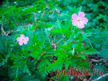 Лекарственное растение Герань Роберта (Geranium robertianum). Однолетнее растение высотой 20—50 см. По причине неприятного запаха ее еще называют вонючкой. Стебель прямой, часто с красноватым опенком, железисто-опушенный. Листья 3-5-перистораздельные, сегменты с торчащим опушением, дваждыперисторассеченные. Цветки обычно по два на одной цветоножке. Лепестки длиной 9-13 мм, розовые, с 3 продольными полосками. Двустворчатые растрескивающиеся плоды с клювиком.