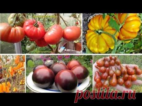 Редкие коллекционные сорта томатов: самые вкусные, урожайные и необычные!