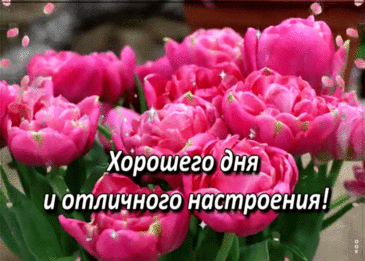 Хорошего дня, и хорошего утра,
И вечера тоже хорошего!
Пусть будет сегодня всё здорово, круто.
Пусть будет еще что-то большее. открытка хорошего дня и отличного настроения бесплатно