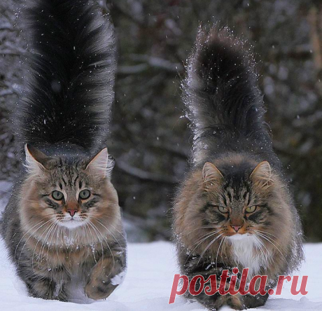 До зимы 3 дня. Уровень пушистости активирован 😊