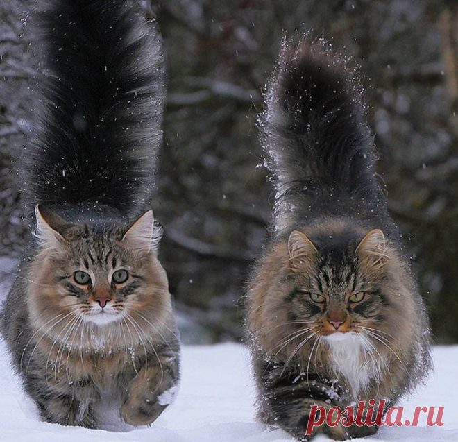 До зимы 3 дня. Уровень пушистости активирован 😊