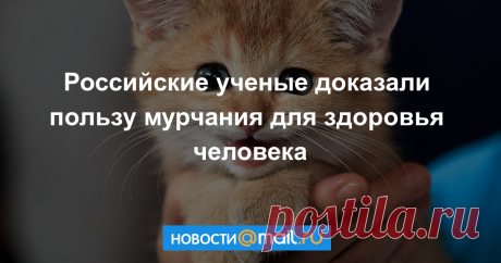 Российские ученые доказали пользу кошачьего мурчания для здоровья человека - Новости Общества - Новости Mail.Ru