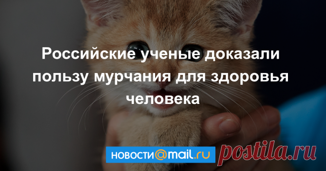Российские ученые доказали пользу кошачьего мурчания для здоровья человека - Новости Общества - Новости Mail.Ru