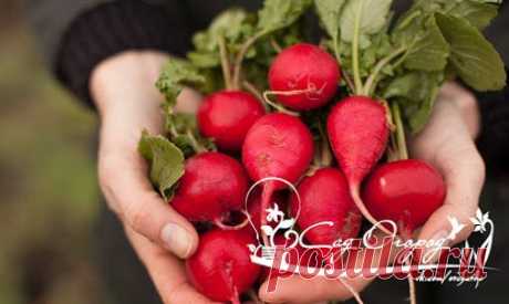 ПОЧЕМУ РЕДИС УХОДИТ В СТРЕЛКУ • Не поскупились и от души удобрили навозом?…