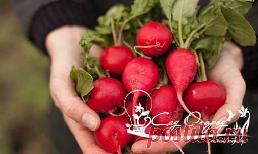 ПОЧЕМУ РЕДИС УХОДИТ В СТРЕЛКУ • Не поскупились и от души удобрили навозом?…