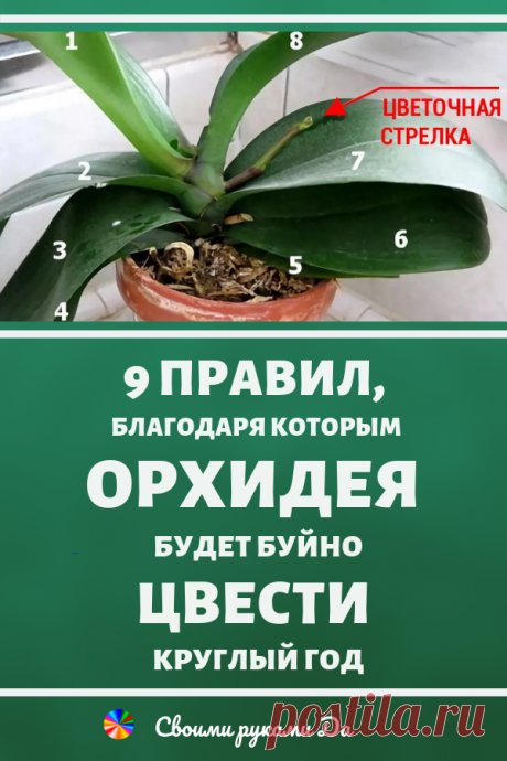 9 правил, благодаря которым орхидея будет буйно цвести круглый год. И всё исключительно своими руками!!!