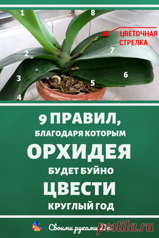 9 правил, благодаря которым орхидея будет буйно цвести круглый год. И всё исключительно своими руками!!! Орхидея нравится многим цветоводам,которые вовсе не против украсить собственный дом этим прекрасным растением. Однако украшением цветок станет только,если заставить его повторно зацвести — а это уже з…