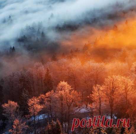 Туманный лес в лучах солнца