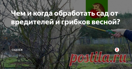 Чем и когда обработать сад от вредителей и грибков весной? Чем опрыскать деревья от вредителей: популярные составы и мой любимый рецепт