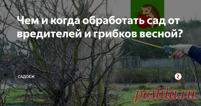 Чем и когда обработать сад от вредителей и грибков весной? Чем опрыскать деревья от вредителей: популярные составы и мой любимый рецепт