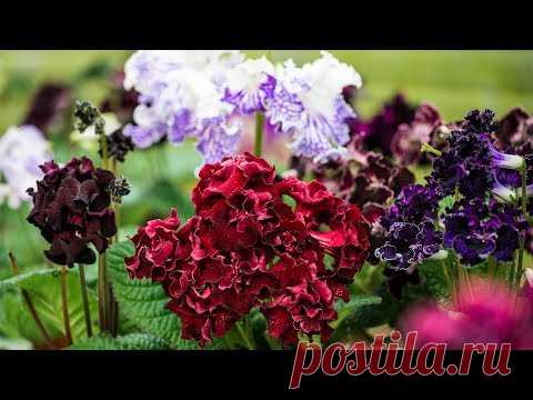 Стрептокарпусы Dimetris 5 июня 2019г